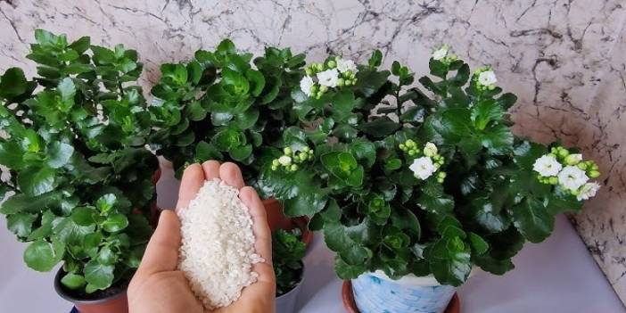 Toz haline getirip çiçek dibine serpiştirin! Çiçeği meğer daha hızlı büyütüyormuş