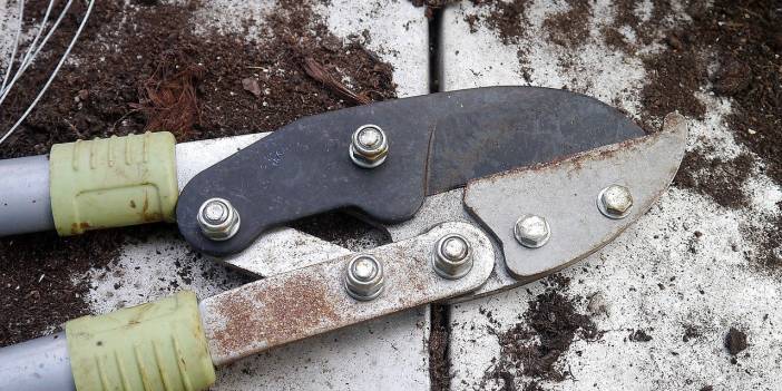 Seneye daha hızlı büyümesi için Haziran'da budanması gereken ağaç ve bitkiler