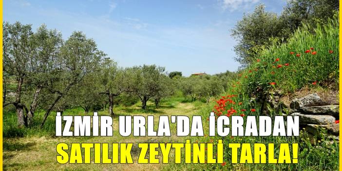 İzmir Urla'da mahkemeden satılık kelepir fiyata zeytinli tarla!