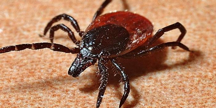 Pikniklerin kabusu olan keneyi uzaklaştıran yöntem! Bilim insanları BBC Türkçe'ye açıkladı