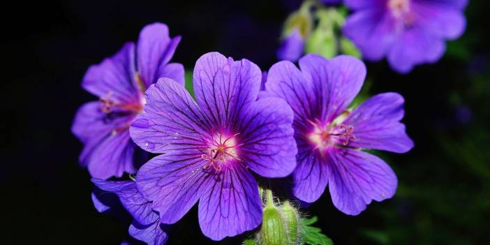 Doğum ayı çiçeğiniz ; sizin kişiliğiniz hakkında ilginç bilgiler veriyor