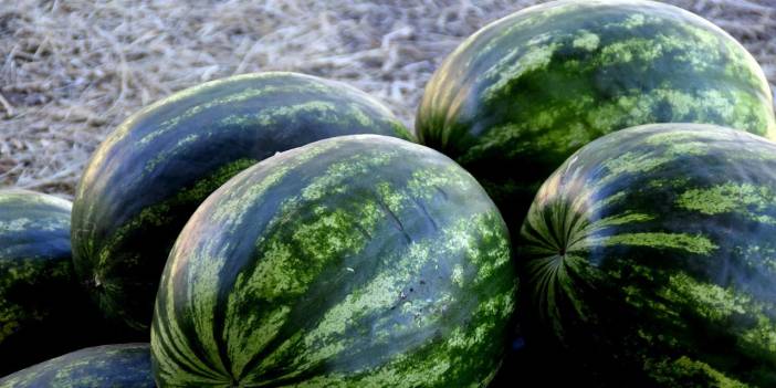 Adana'da karpuz krizi! Fiyatı dibi görünce, hasat yapılamıyor