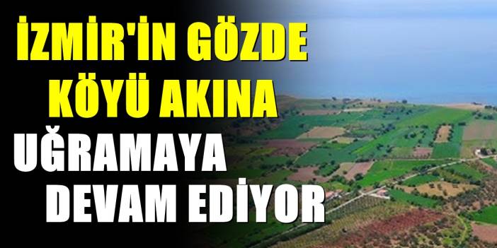 İzmir’in Kösedere Köyü’nde Zeytin Dalından Sofraya Geliyor: Başka Yerde Yok!