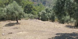 Muğla, Milas'ta şüpheli ölüm