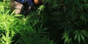 Erzincan'da otobüste 7 kilo esrar yakalandı