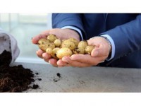 'Milli Patates' Tohumda Dışa Bağımlılığı Azaltacak