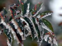 Meteorolojiden 5 İl İçin Don uyarısı! Buz kesecek
