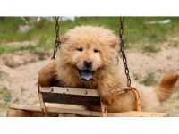 Kaçak Köpekler İhaleyle Satılacak