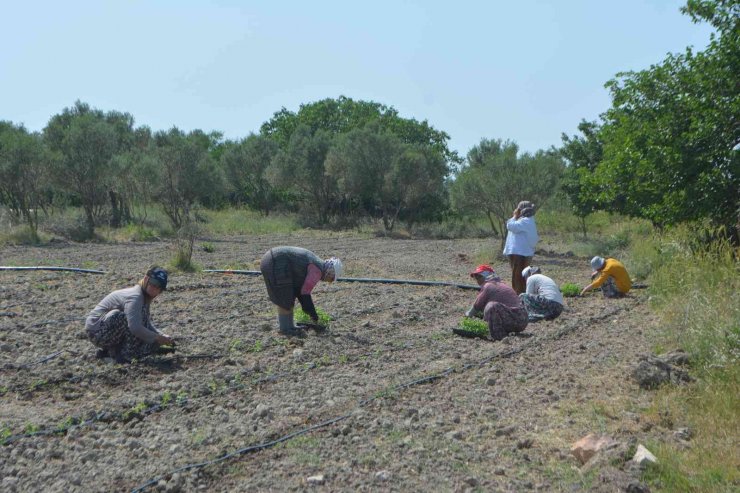 Balıkesir’de 50 Bin Stevya Bitkisi Toprakla Buluştu