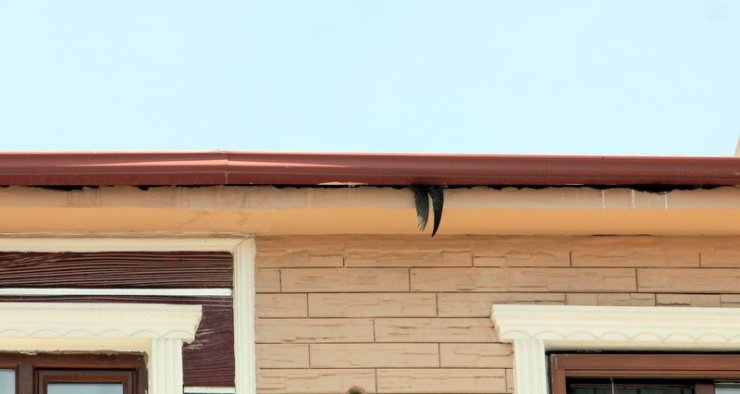 Yalova’da Nesli Tükenmekte Olan Ebabil Kuşu Kurtarma Operasyonu