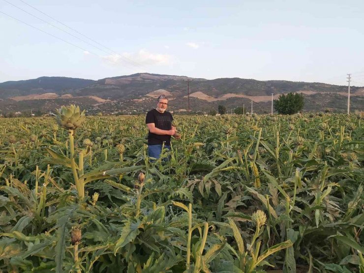 "enginar; Sofrada Karaciğerin Dostu, Laboratuvarda Kanserin Düşmanı Çıktı"