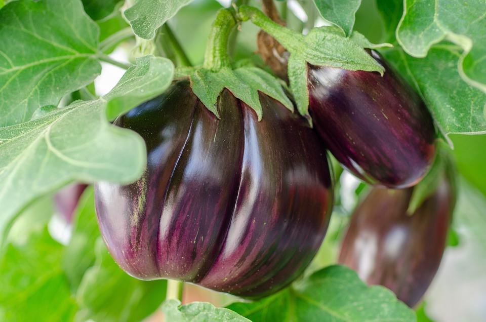 eggplant-7373430-960-720.jpg