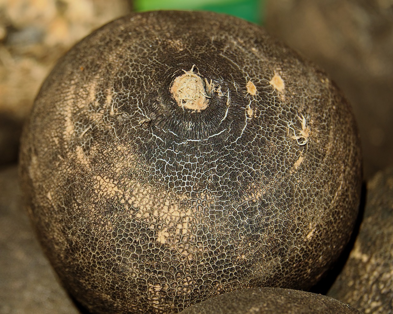 black-winter-radish-3263592-1280.jpg