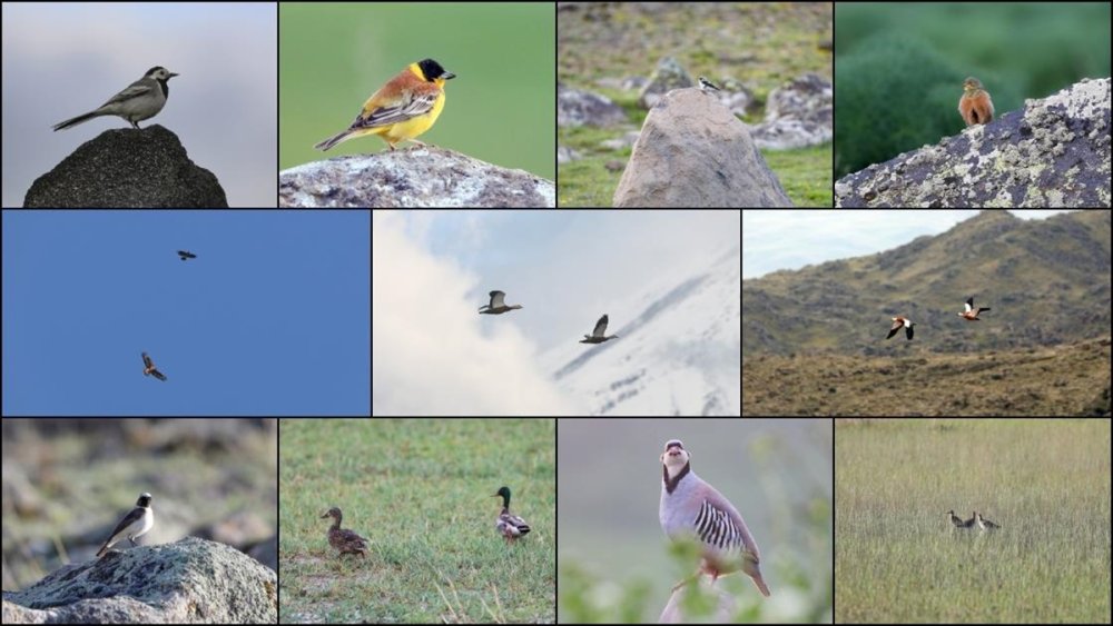 Iğdır dağları 110'dan fazla kuş türüne ev sahipliği yapıyor