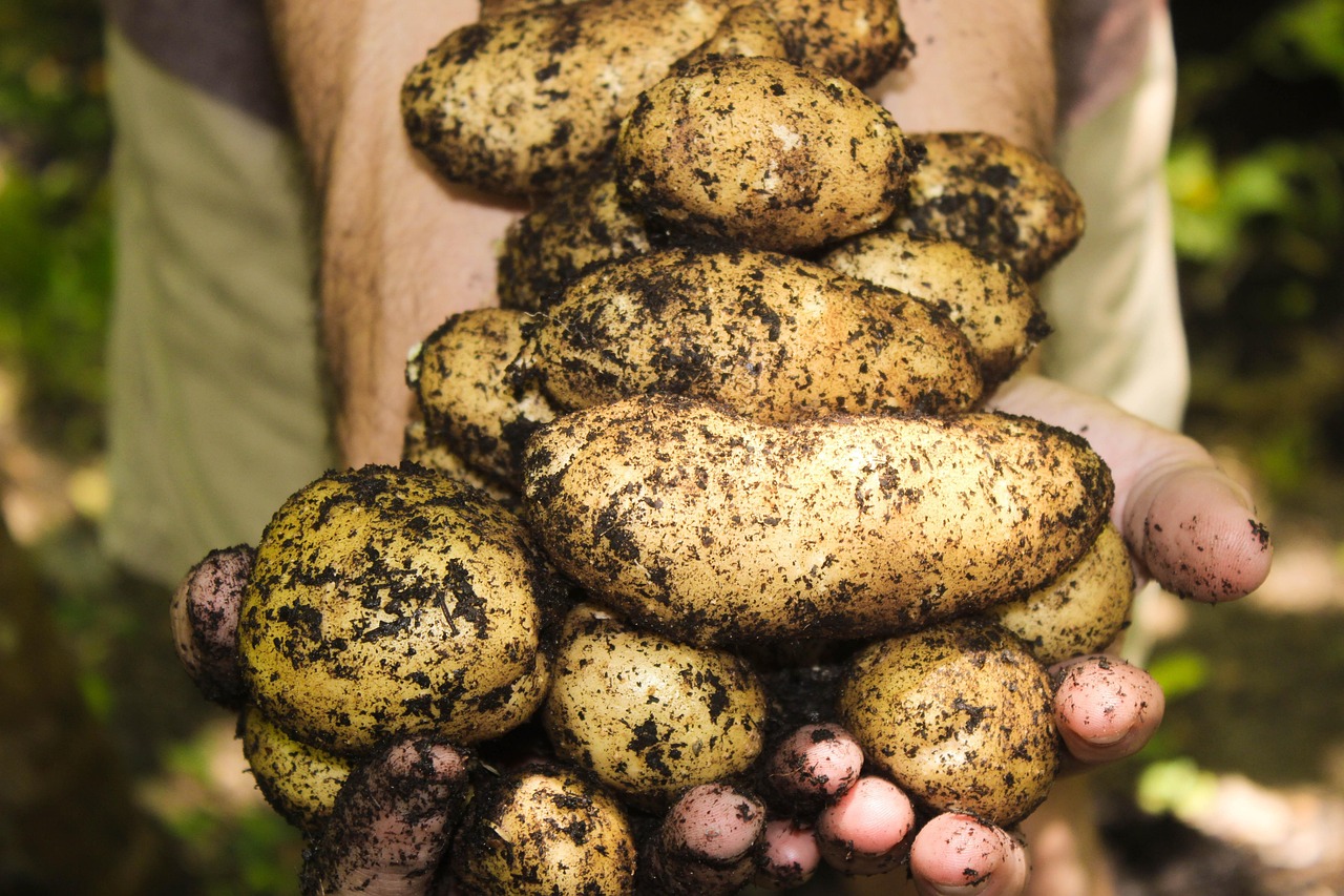 potatoes-1866415-1280.jpg