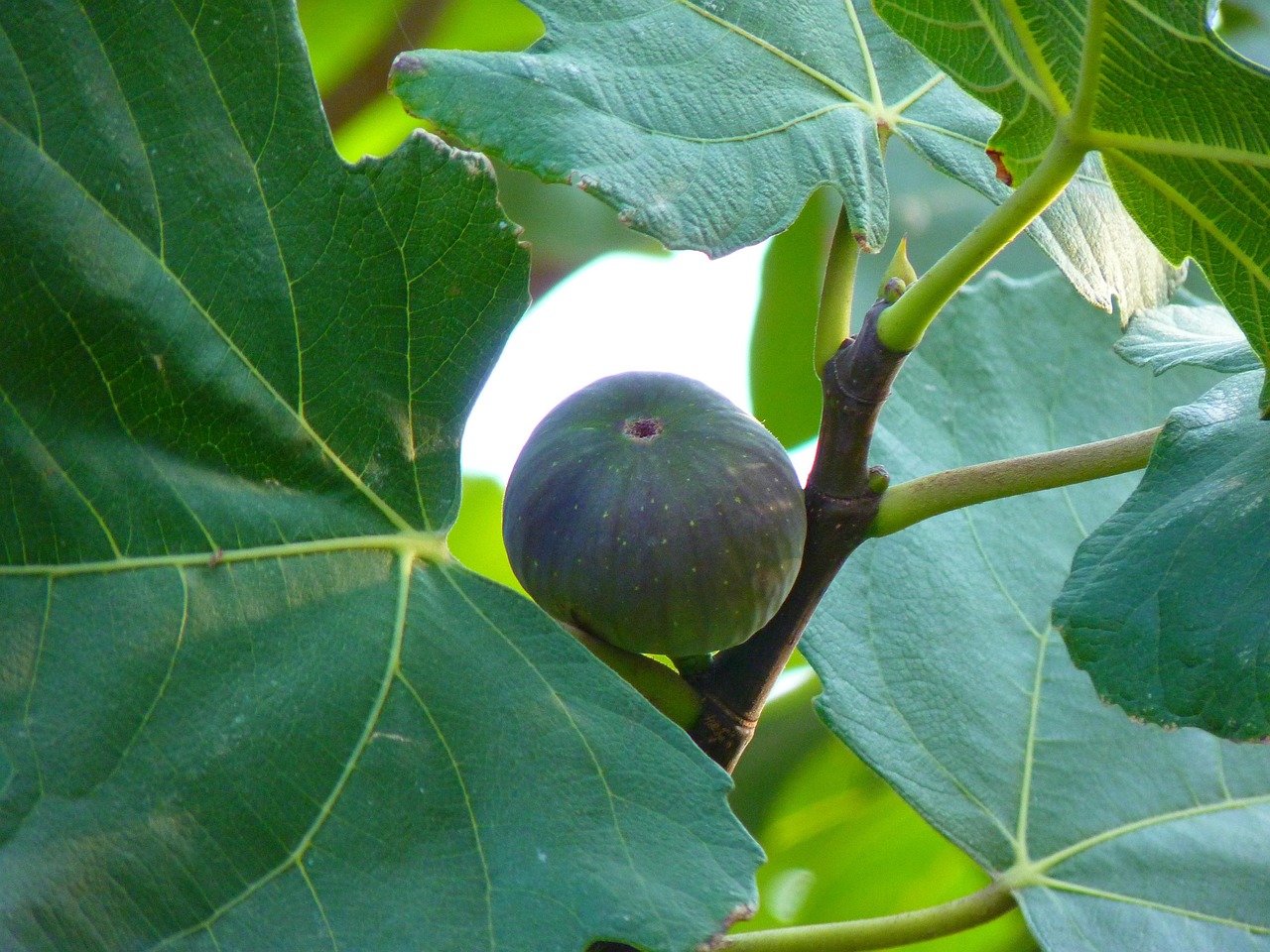 fig-15022-1280.jpg