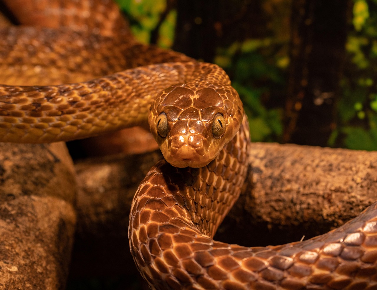 tree-snake-7982626-1280.jpg