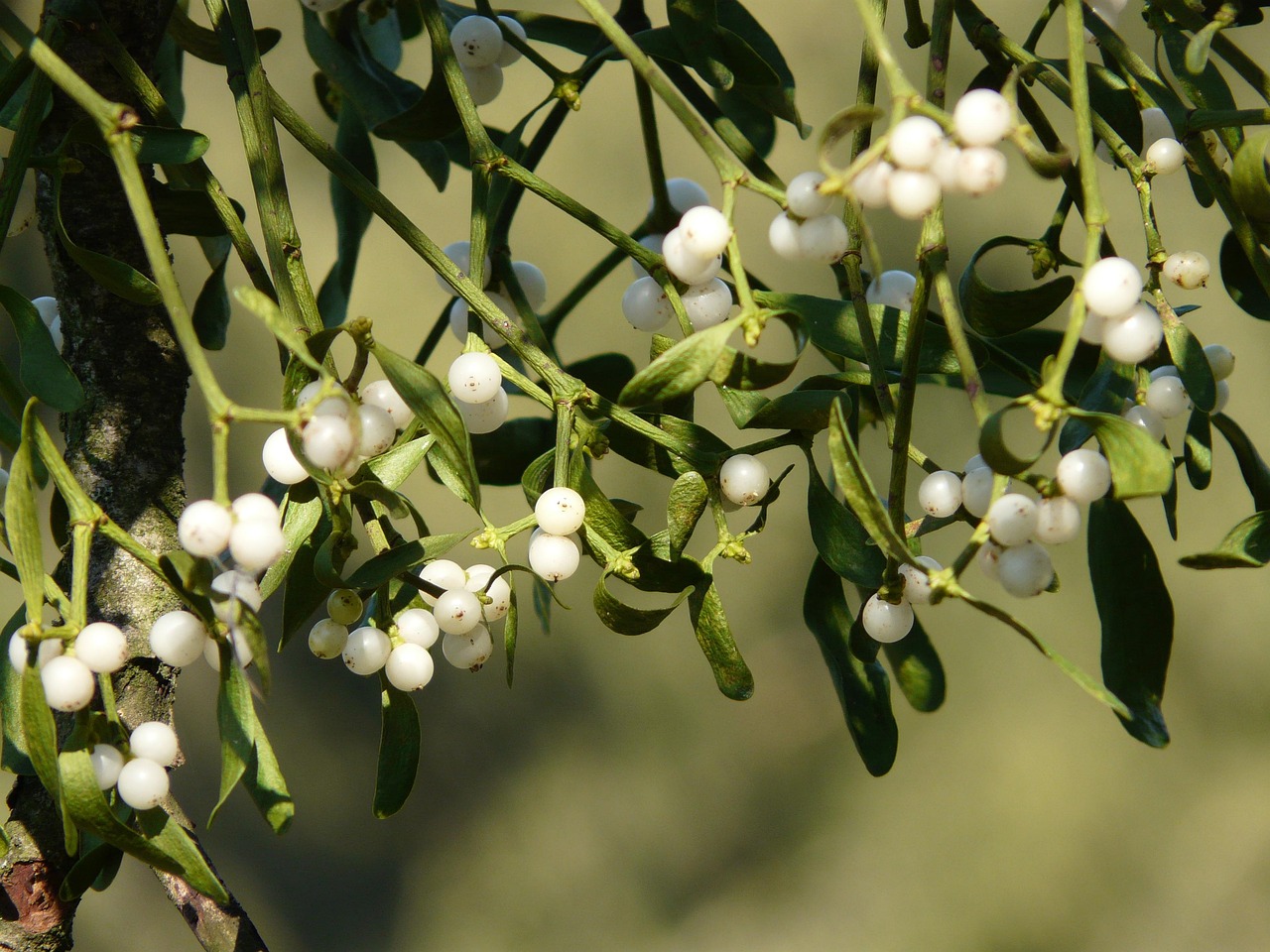 mistletoe-berries-16395-1280.jpg