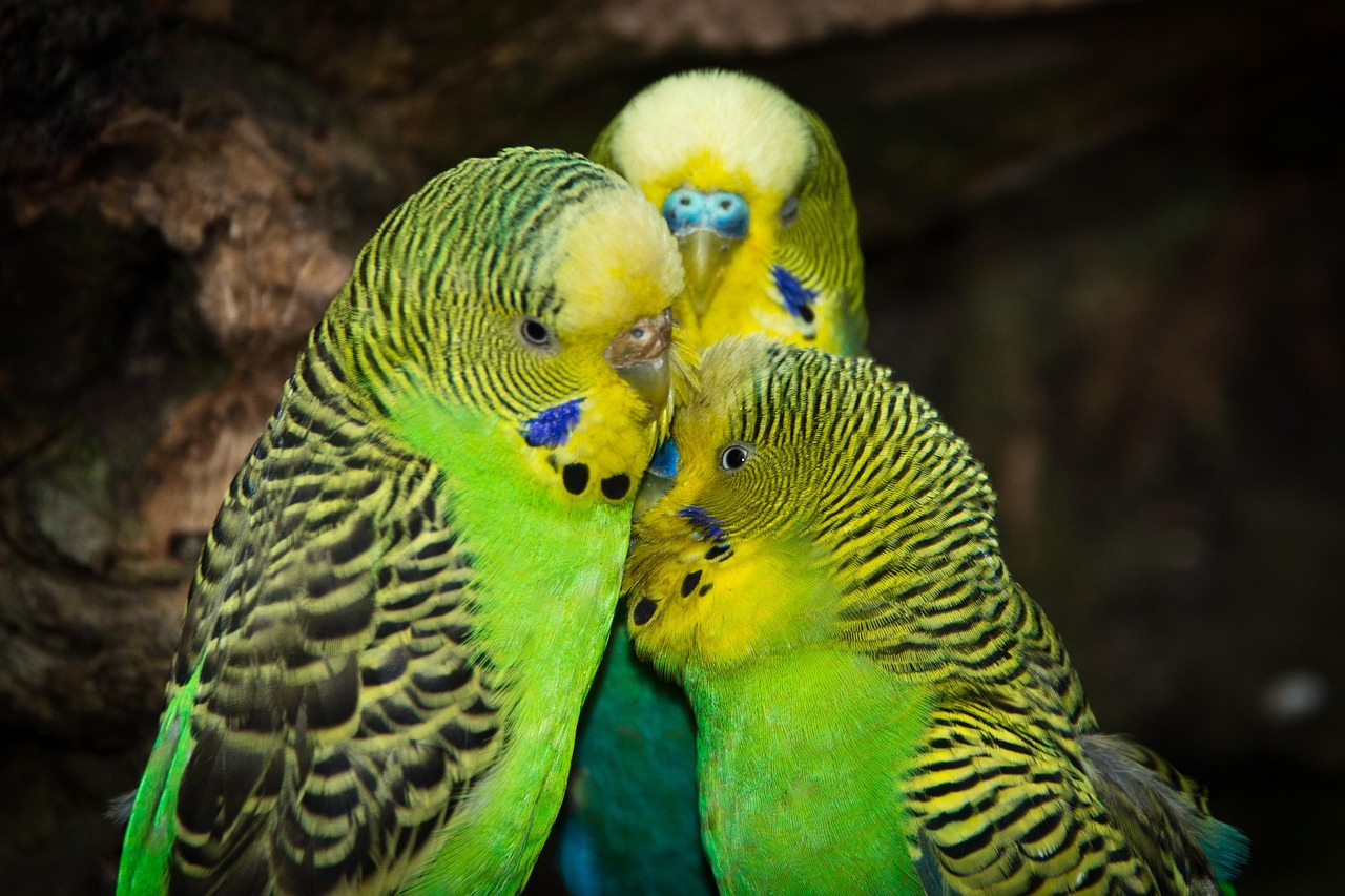 budgerigars-4046660-1280.jpg