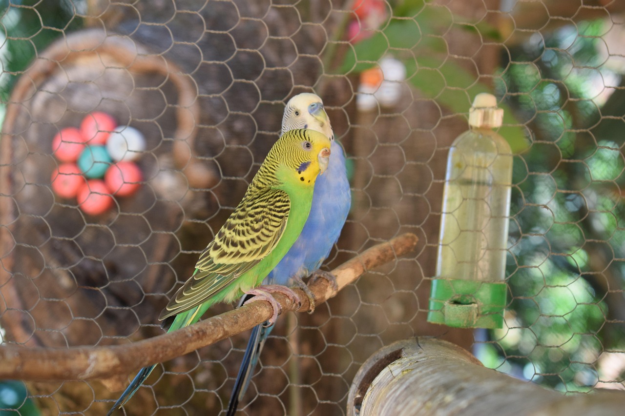 parakeet-2718214-1280.jpg