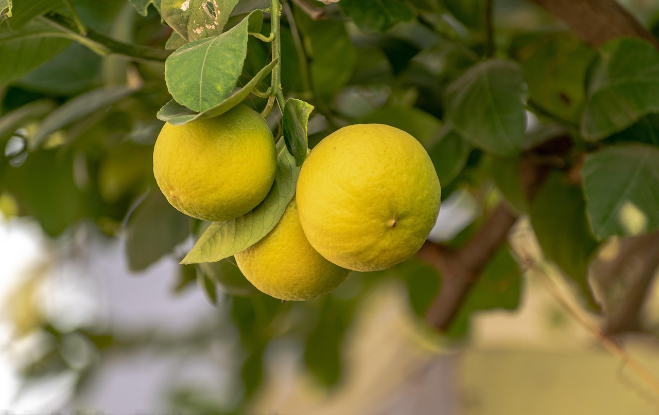 lemon-6825808-1280.jpg