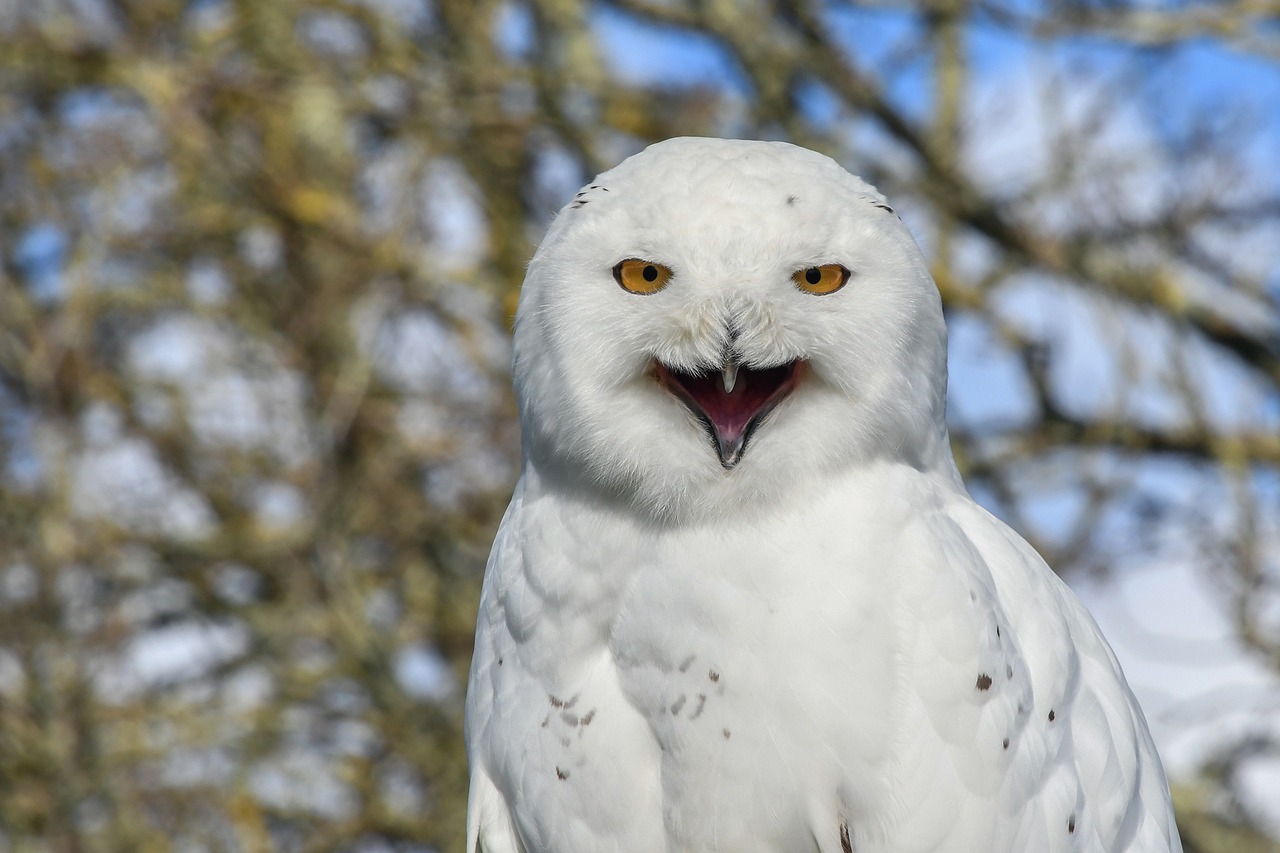 snowy-owl-3209412-1280.jpg