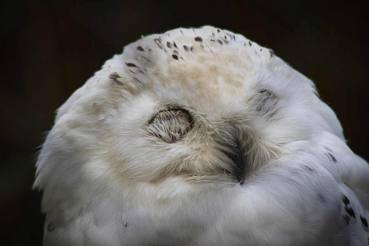 snowy-owl-6654618-1280.jpg
