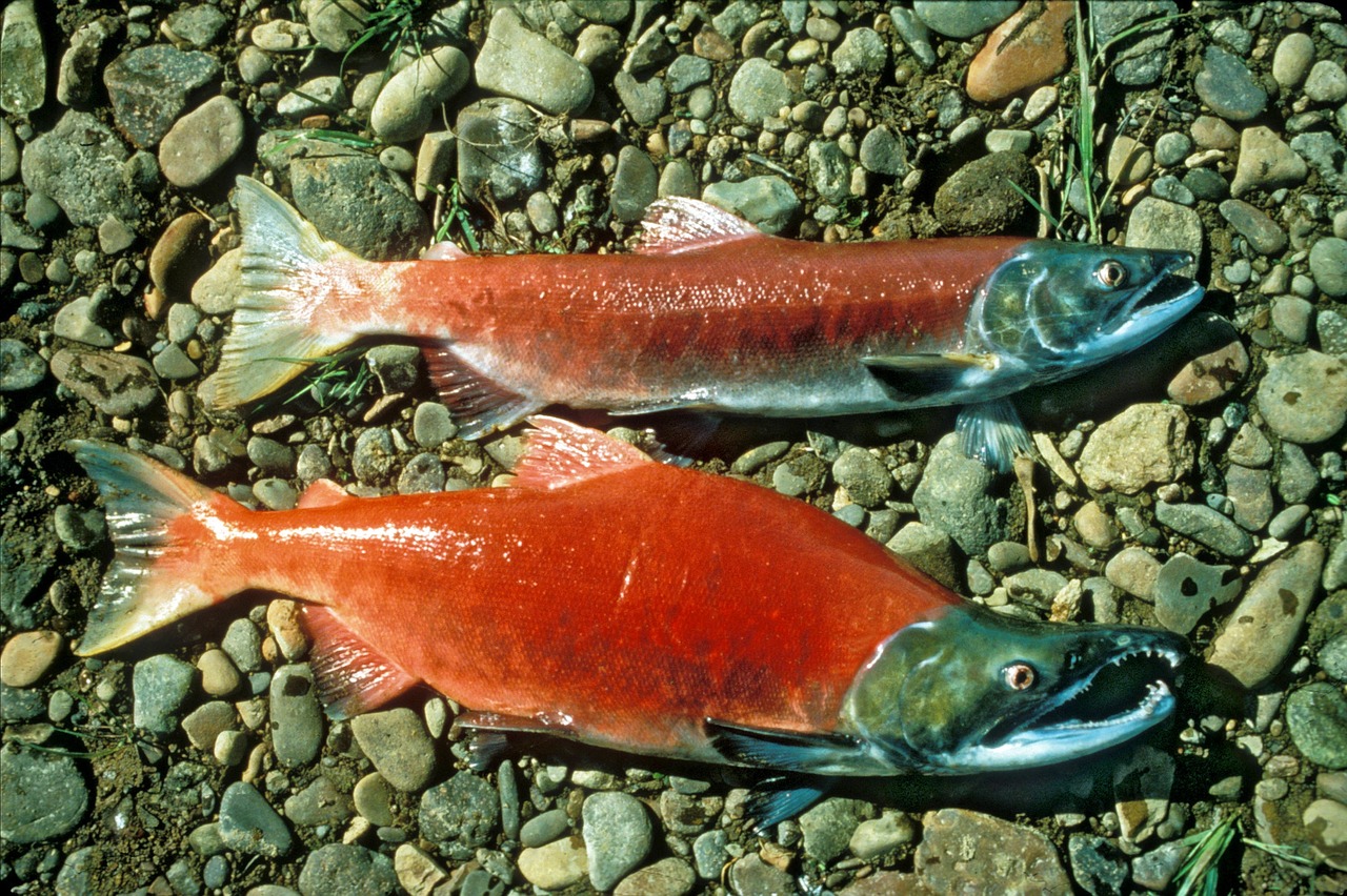 red-salmon-942977-1280.jpg