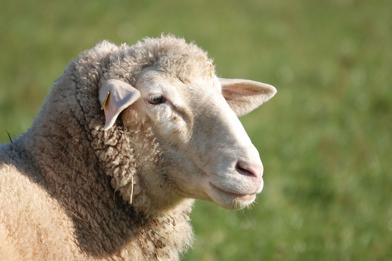 sheep-4673941-1280.jpg