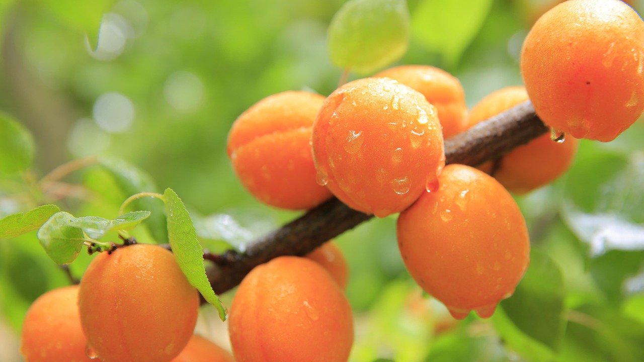 peaches-824624-1280.jpg