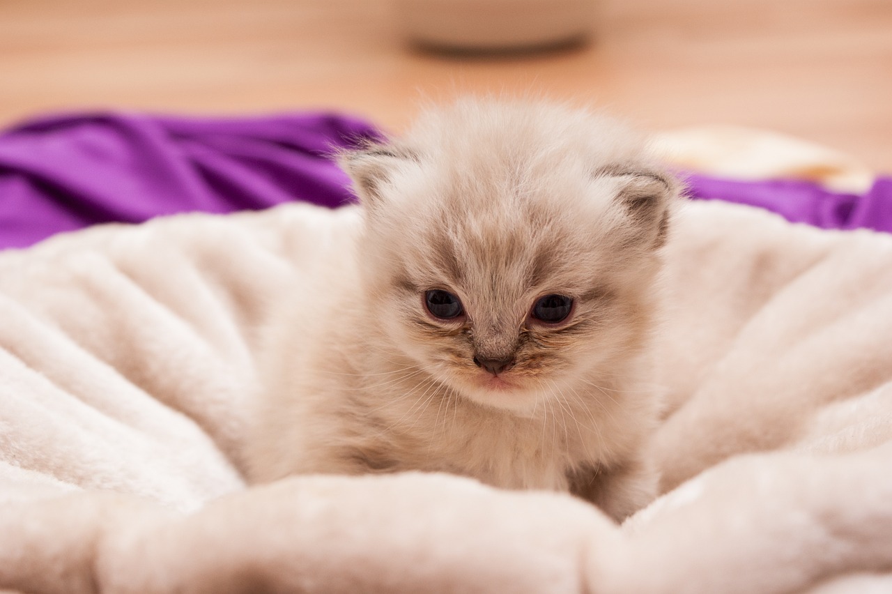 animal-children-803123-1280.jpg