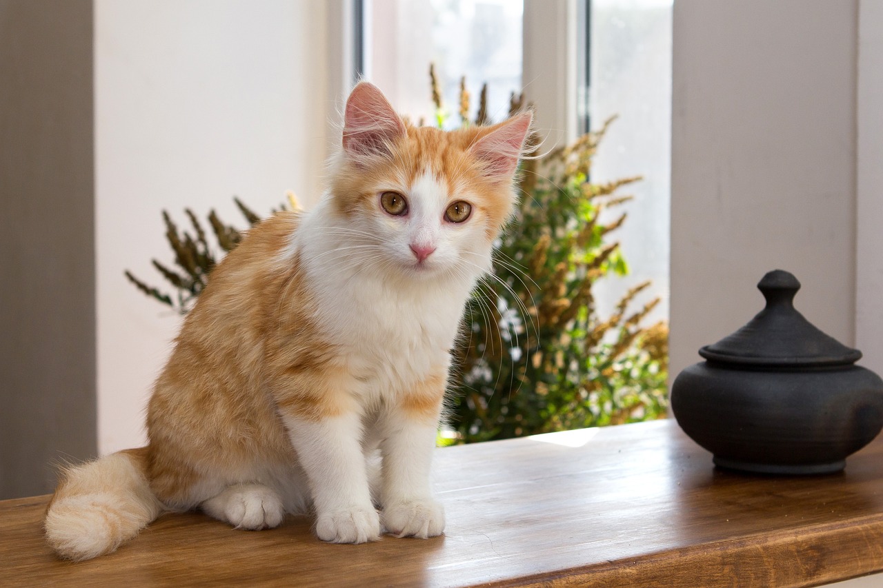 cat-4429821-1280.jpg
