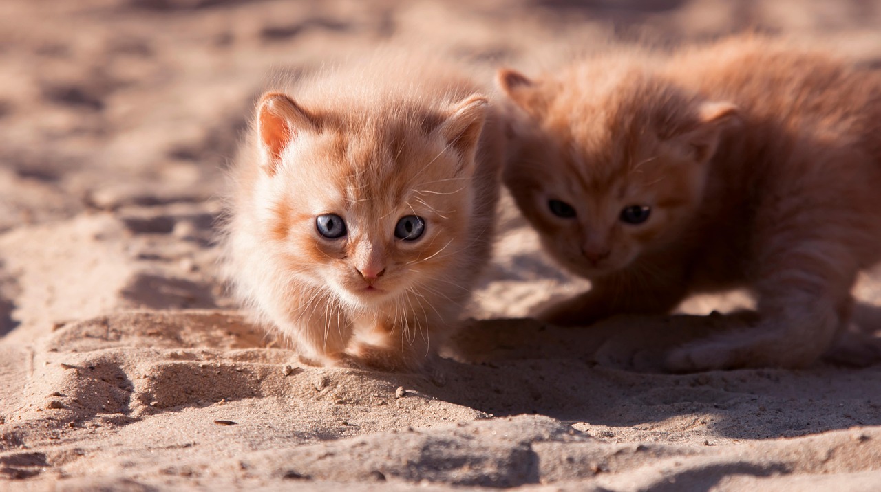 cats-6392466-1280.jpg