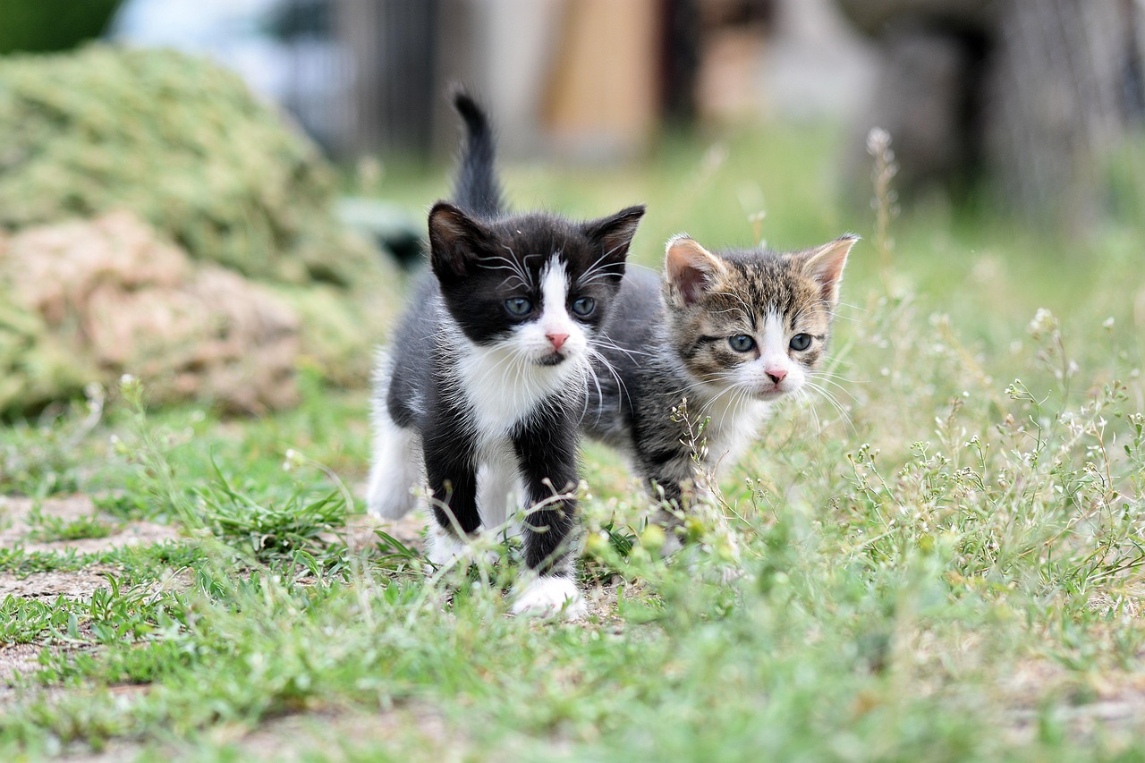 cats-8105667-1280.jpg