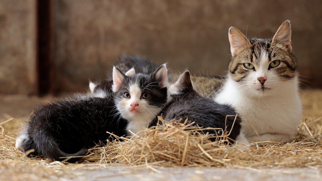 cat-family-5074959-1280.jpg