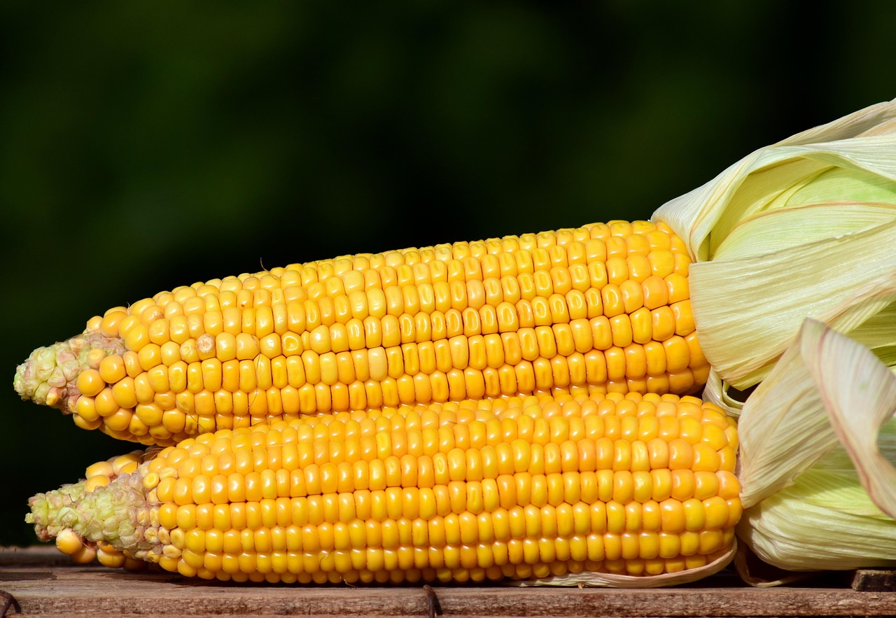 corn-2691456-1280.jpg