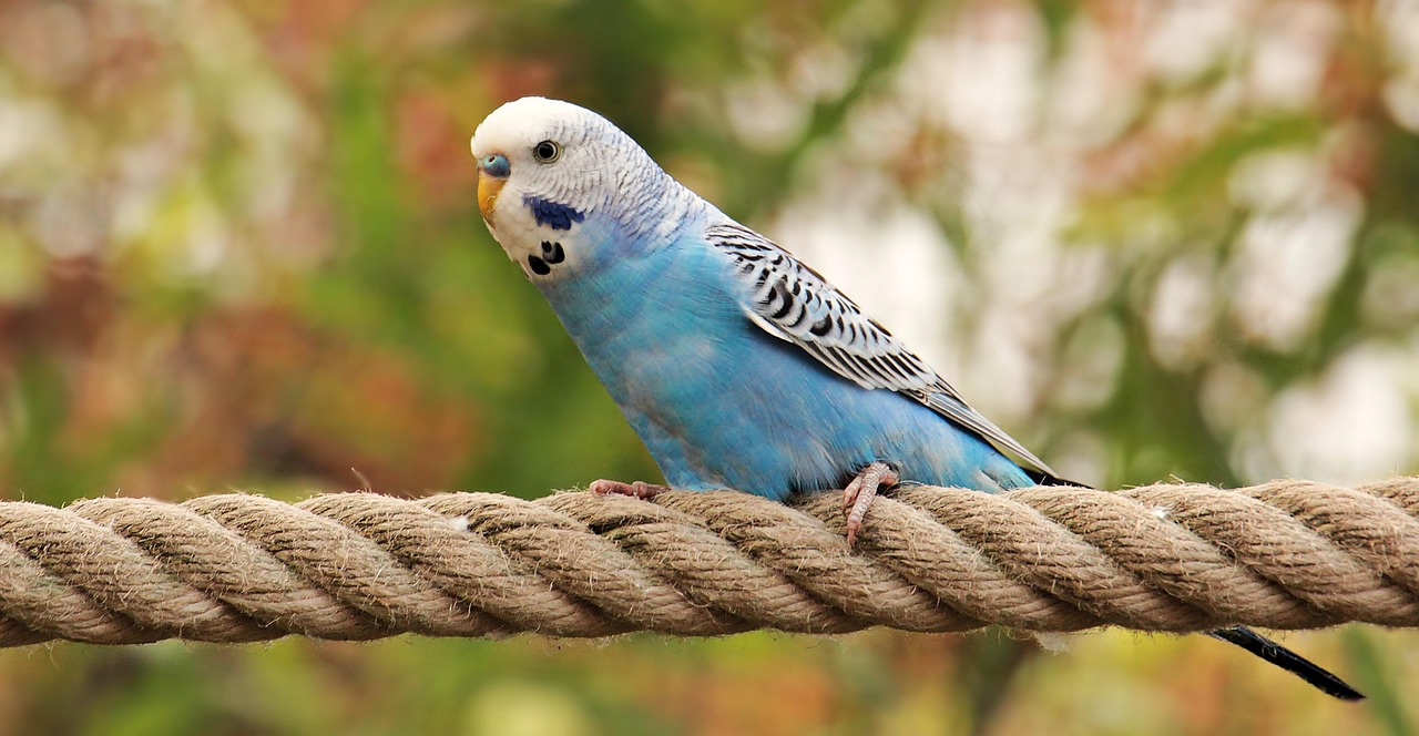 budgie-1820620-1280-001.jpg