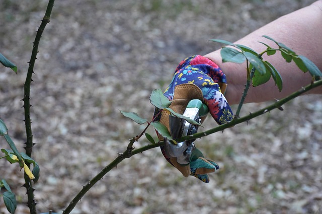 pruning-7806717-640.jpg