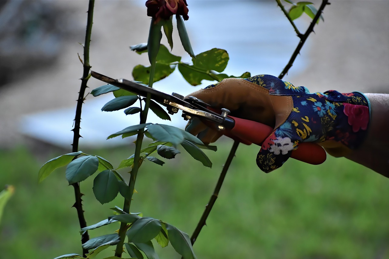 rose-pruning-7470829-1280.jpg