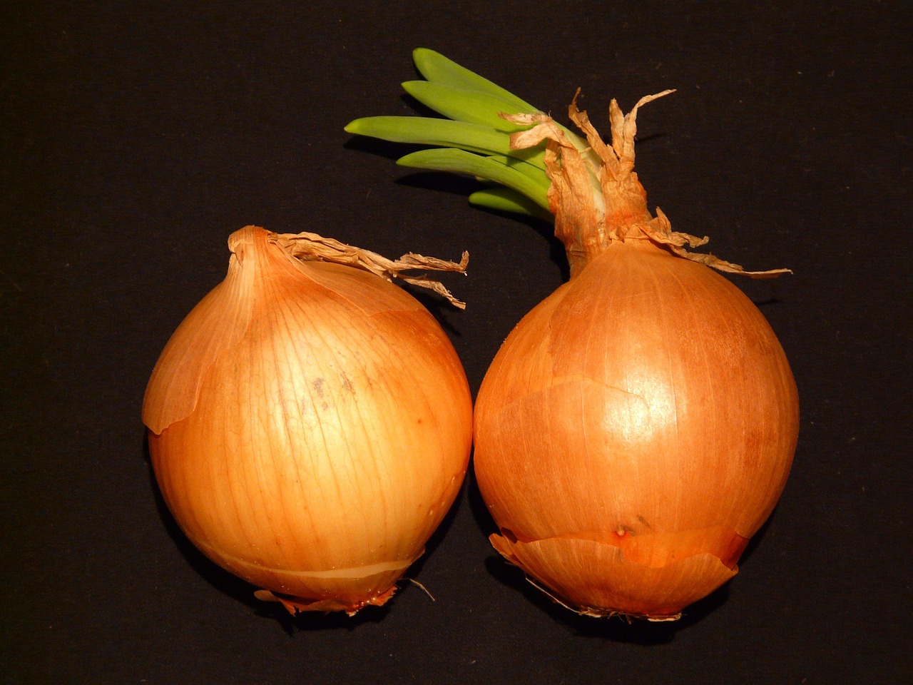 onion-5982-1280.jpg